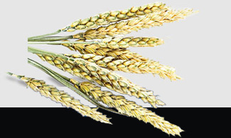 9888��˹ά��˹(�ɷ�)���޹�˾-�ٷ���վ