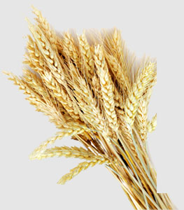 9888��˹ά��˹(�ɷ�)���޹�˾-�ٷ���վ