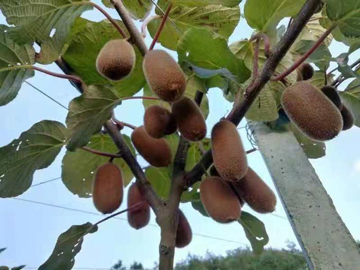 9888��˹ά��˹(�ɷ�)���޹�˾-�ٷ���վ